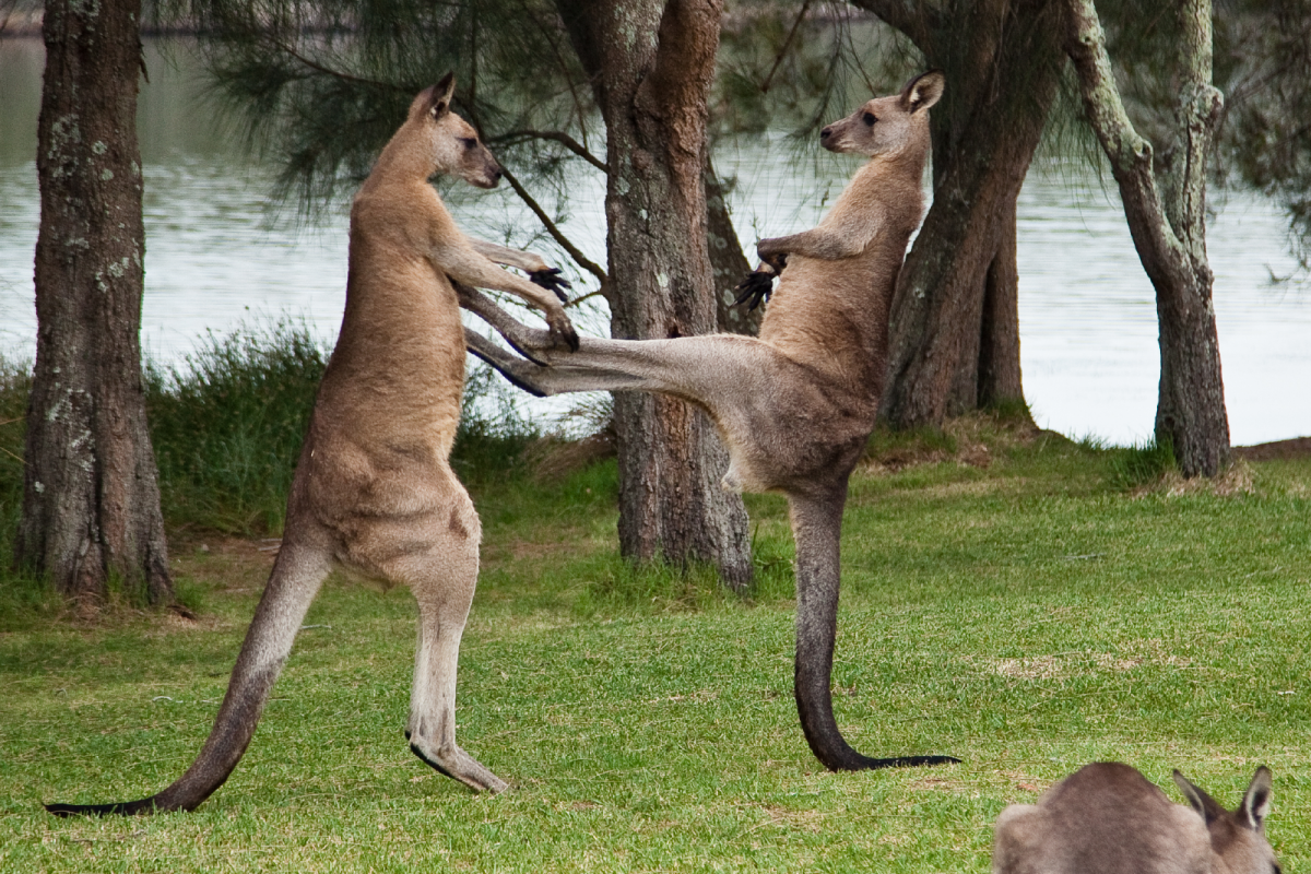 #1 | Australian Man Killed by a Kangaroo | Zestradar 