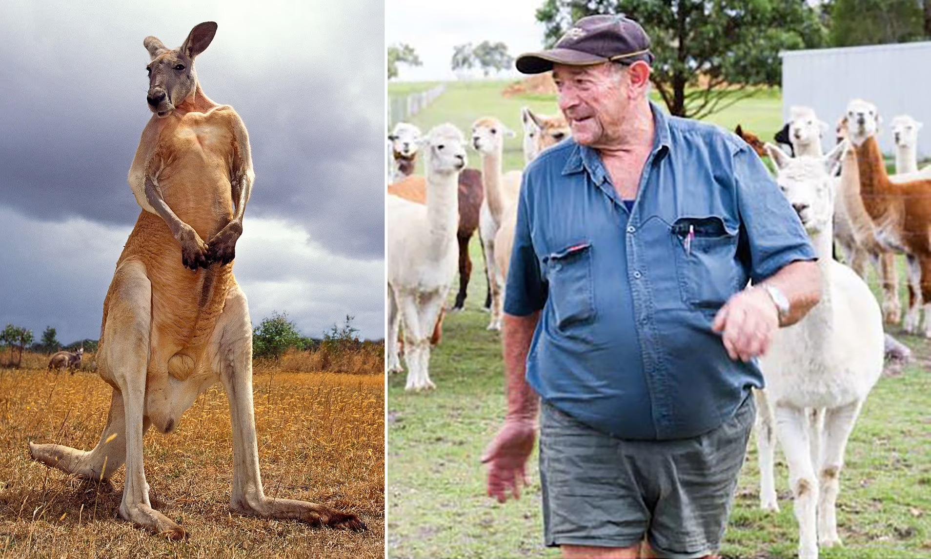  #2 | Australian Man Killed by a Kangaroo | Zestradar 