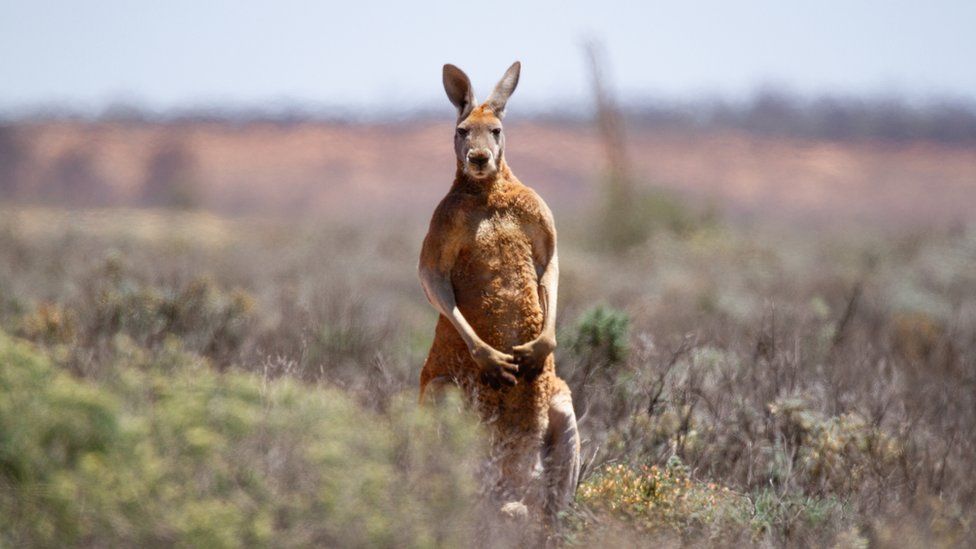 #3 | Australian Man Killed by a Kangaroo | Zestradar 