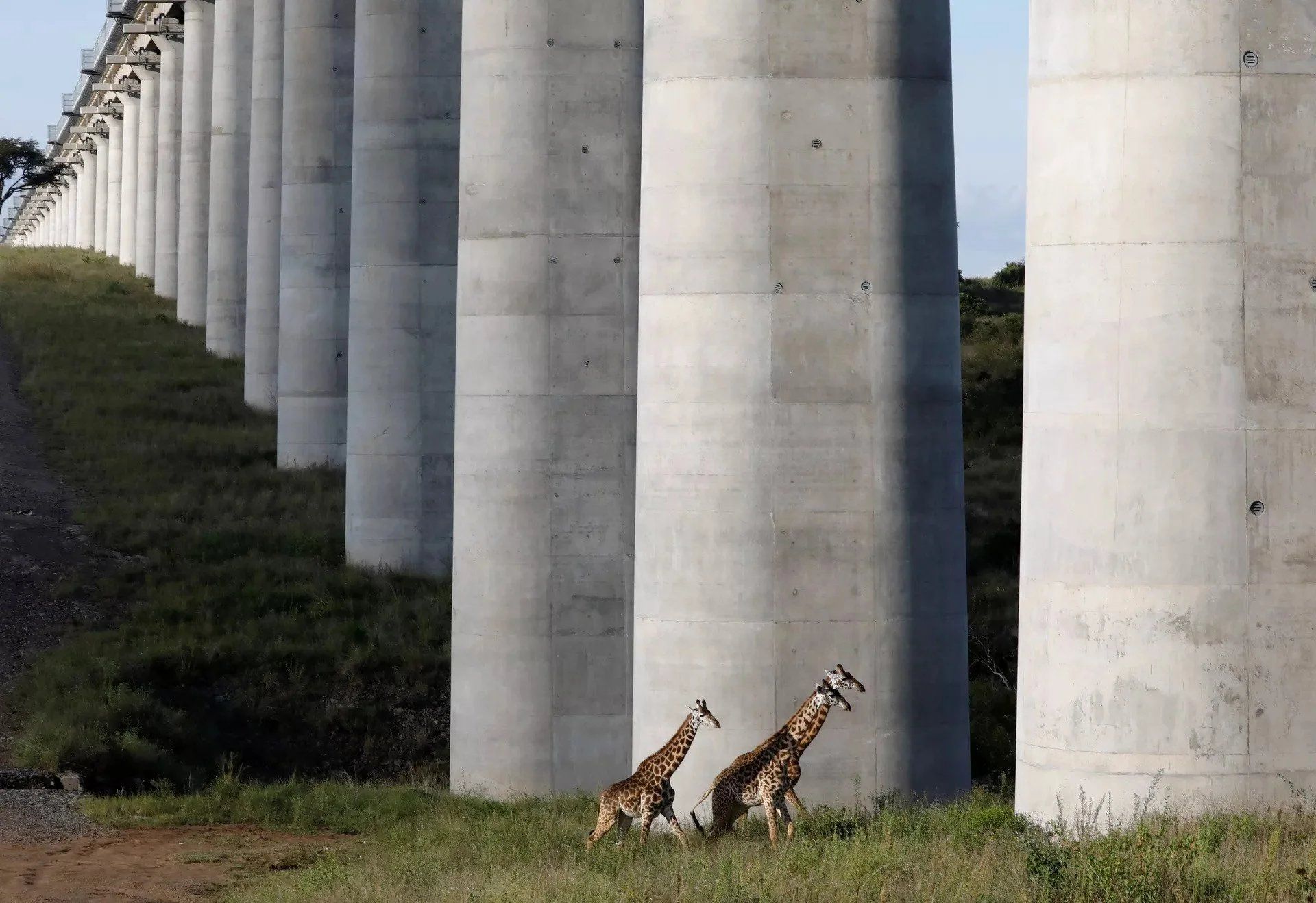 #15 | 20 Picture That Will Trigger Your Megalophobia | Zestradar