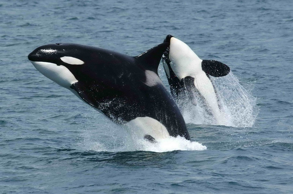 #1 | Why Orcas Are Called Killer Whales | Zestradar