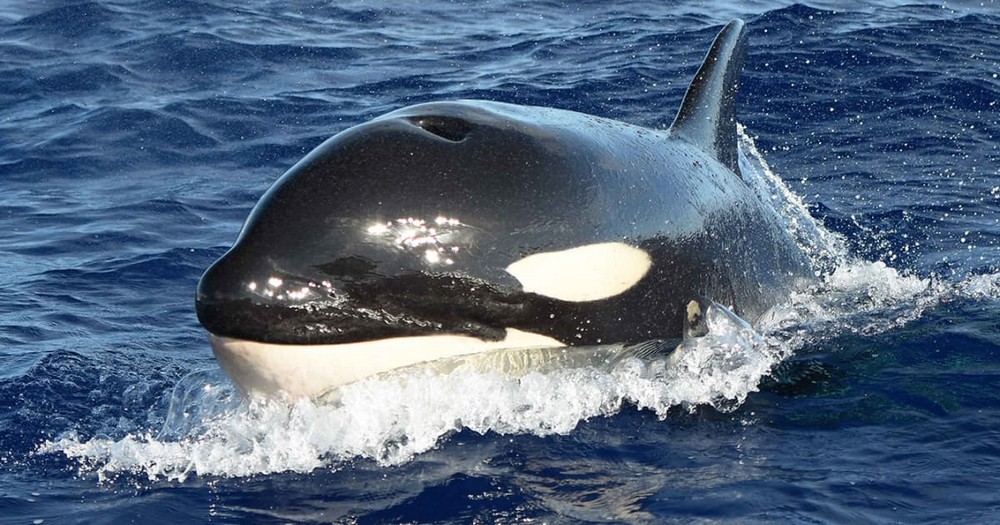 Why Orcas Are Called Killer Whales