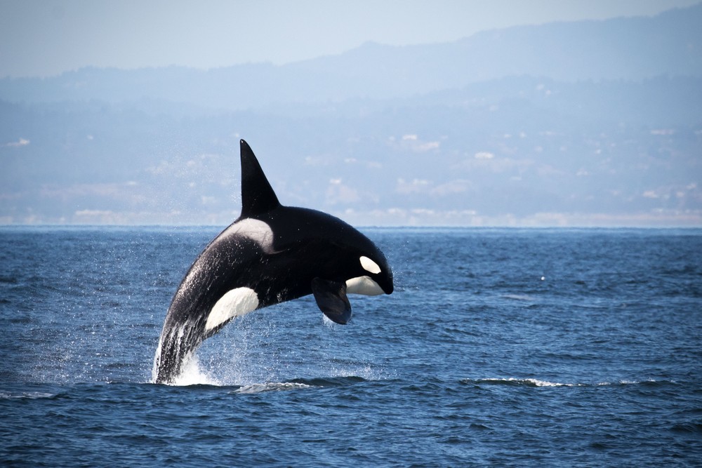 Why Orcas Are Called Killer Whales