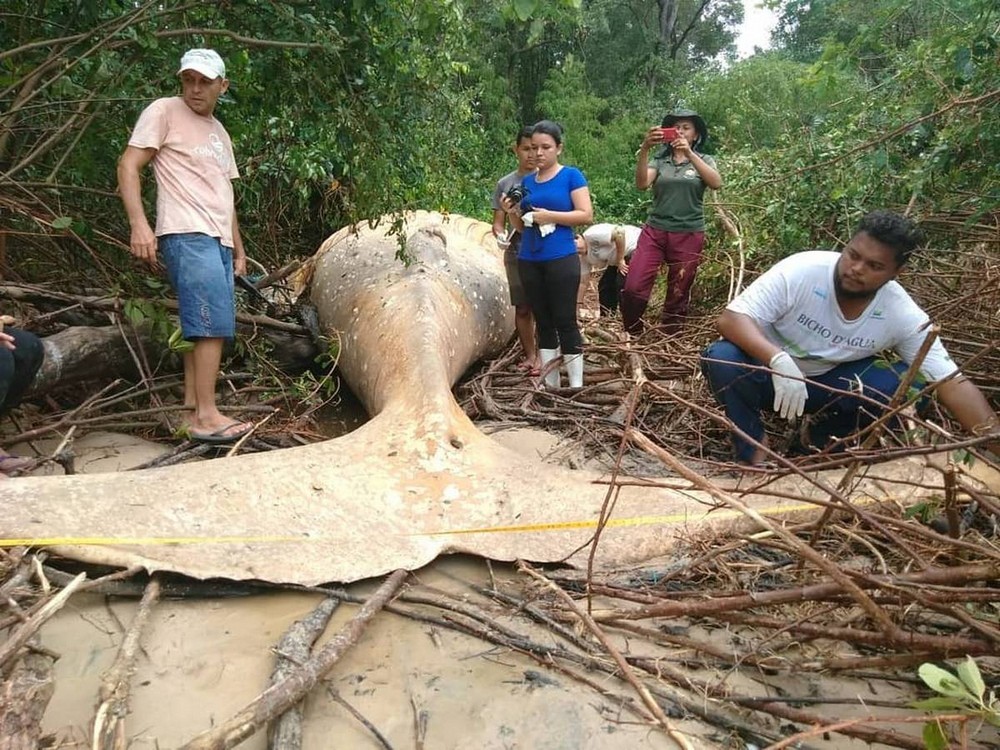 #1 | A Ten Ton Whale Washed Ashore In The Brazilian Amazon Forest | Zestradar