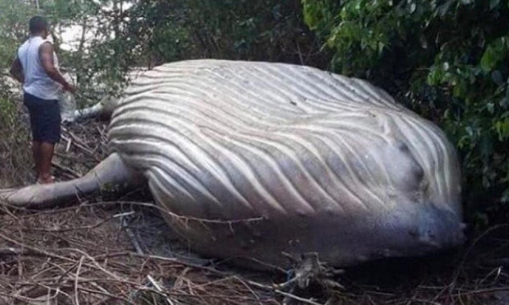 #2 | A Ten Ton Whale Washed Ashore In The Brazilian Amazon Forest | Zestradar