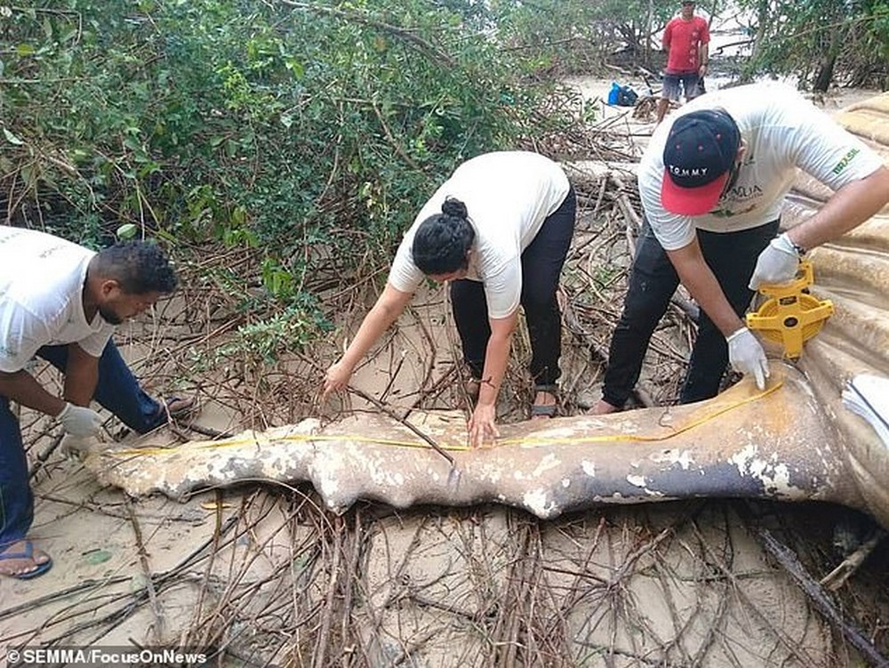 #3 | A Ten Ton Whale Washed Ashore In The Brazilian Amazon Forest | Zestradar