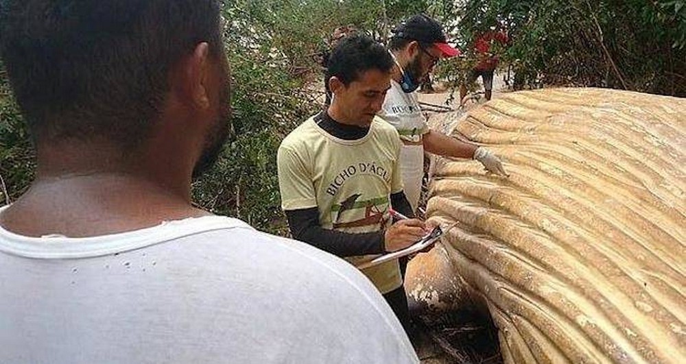 #4 | A Ten Ton Whale Washed Ashore In The Brazilian Amazon Forest | Zestradar