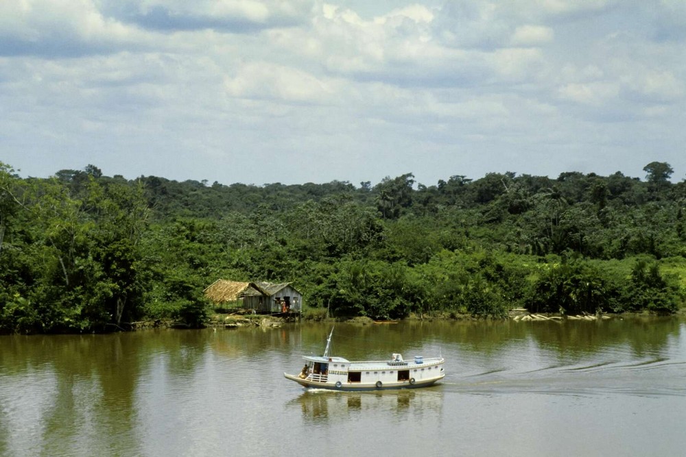 #6 | A Ten Ton Whale Washed Ashore In The Brazilian Amazon Forest | Zestradar