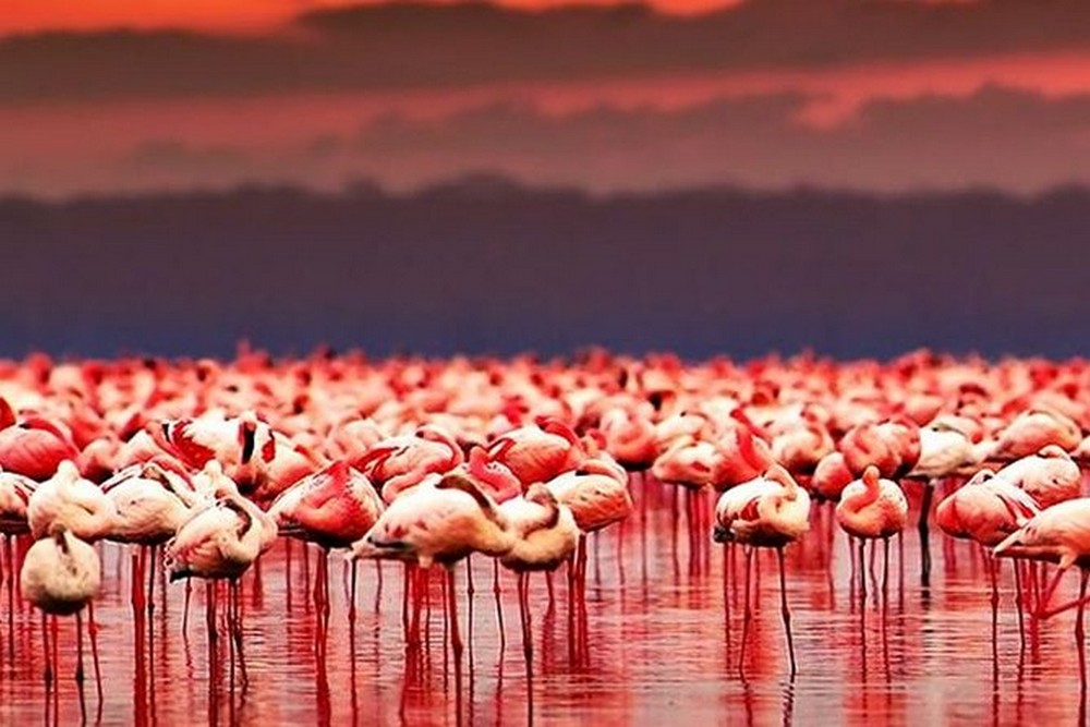 #5 | This Tanzanian Lake Turns Creatures Into Stone | Zestradar